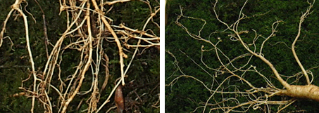 뿌리(미, 지근, 세근실뿌리) 이미지